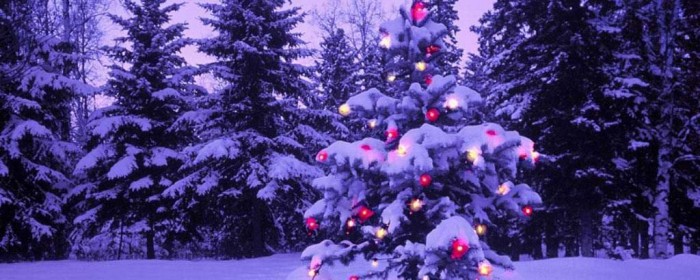 Anguille électrique et sapin de Noël
