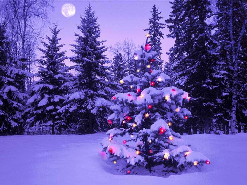 Insolite : Une anguille électrique illumine un arbre de Noël