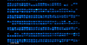 biopixel_bacterie_1